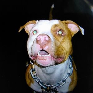 Meet your Posher, Wayne